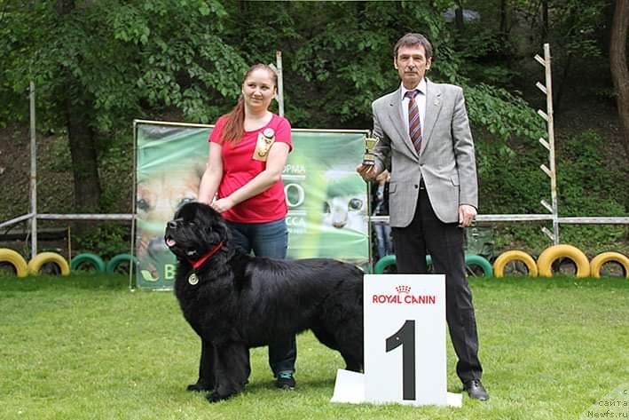 Фото: ньюфаундленд Черный Чанк с Берега Дона (Chernyj Chank s Berega Dona), Ирина Складнова