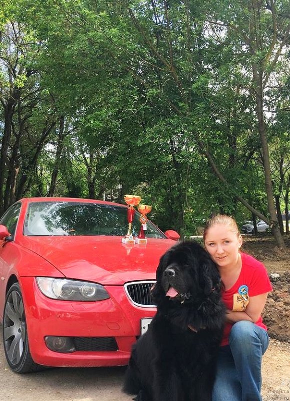 Фото: ньюфаундленд Черный Чанк с Берега Дона (Chernyj Chank s Berega Dona)