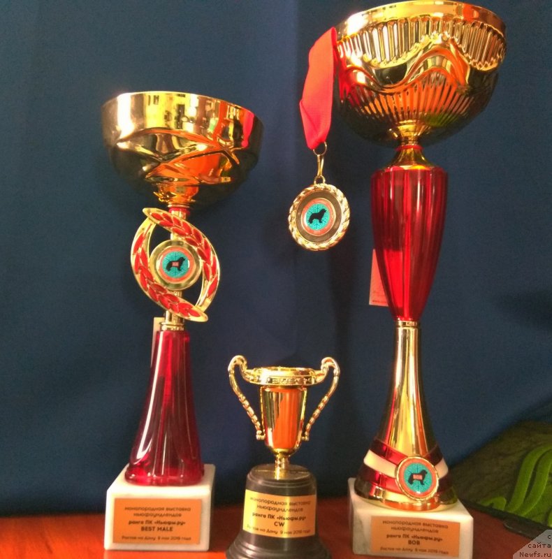 Фото: ньюфаундленд Черный Чанк с Берега Дона (Chernyj Chank s Berega Dona)