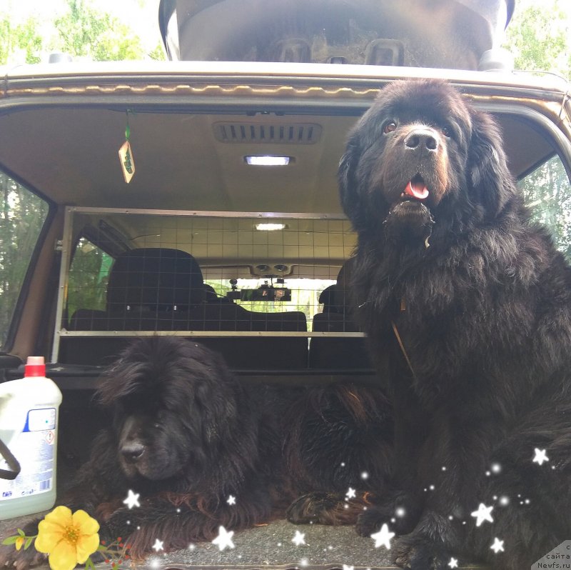 Фото: ньюфаундленд Черный Чанк с Берега Дона (Chernyj Chank s Berega Dona), ньюфаундленд Сент Джонс Ларель Леоланда (Sent Djons Larel Leolanda)