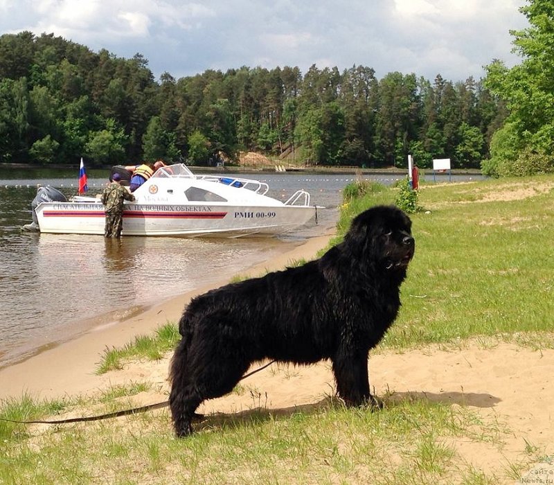Фото: ньюфаундленд Черный Чанк с Берега Дона (Chernyj Chank s Berega Dona)