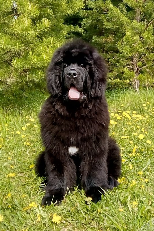 Фото: ньюфаундленд Гордей Доблестный