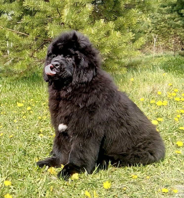 Фото: ньюфаундленд Гордей Доблестный