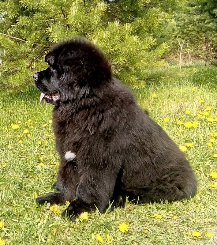 Фото: ньюфаундленд Гордей Доблестный