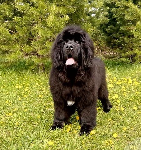 Фото: ньюфаундленд Гордей Доблестный