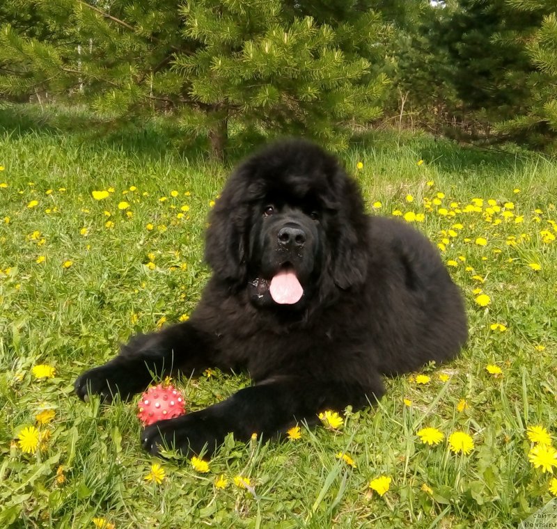 Фото: ньюфаундленд Гордей Доблестный