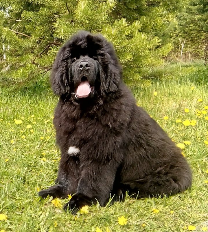 Фото: ньюфаундленд Гордей Доблестный