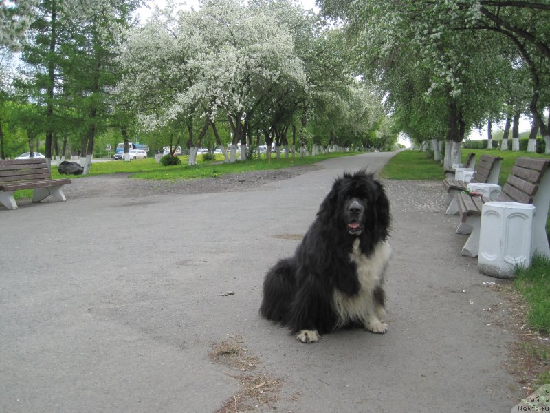 Фотография № 242954