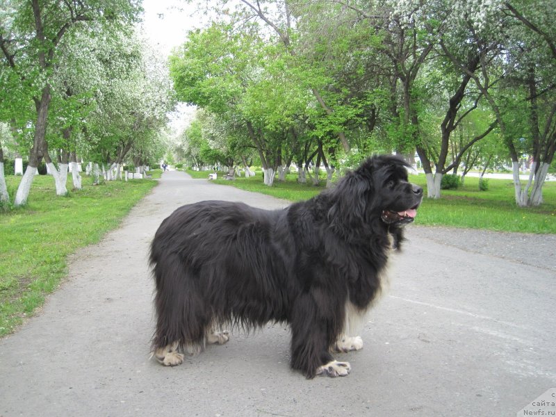 Фотография № 242955