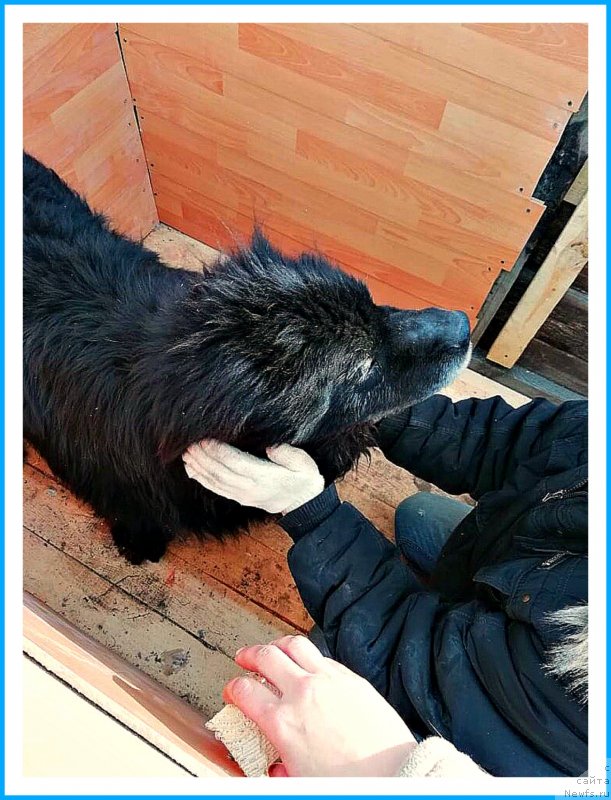 Фото: Мишка(Жора-Лютик)