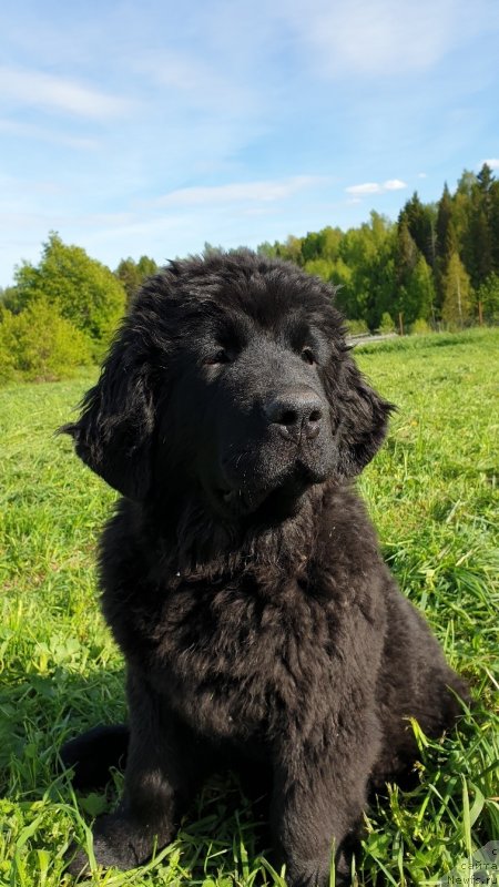 Фото: ньюфаундленд Вятский Медведь Шаула Небесная