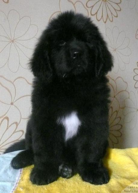 Фото: ньюфаундленд Бианка Вайт Пэрл