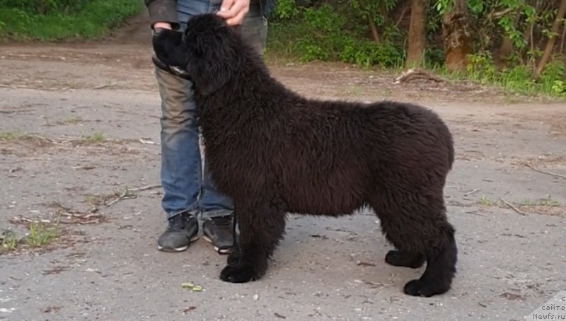 Фото: ньюфаундленд Вятский Медведь Принцесса Пролине