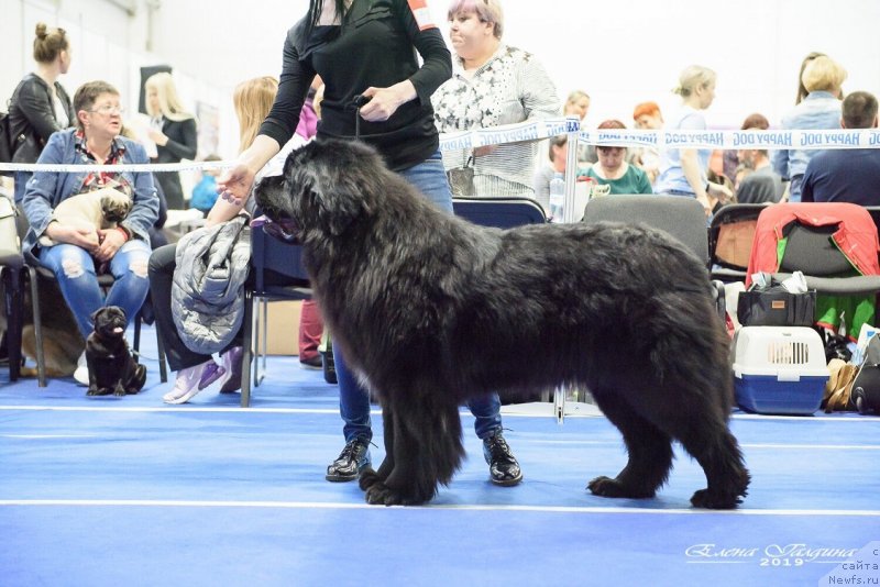 Фото: ньюфаундленд Ньюфорт Никита