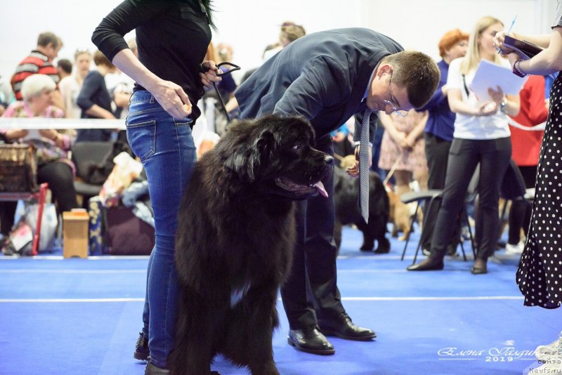 Фото: ньюфаундленд Ньюфорт Никита