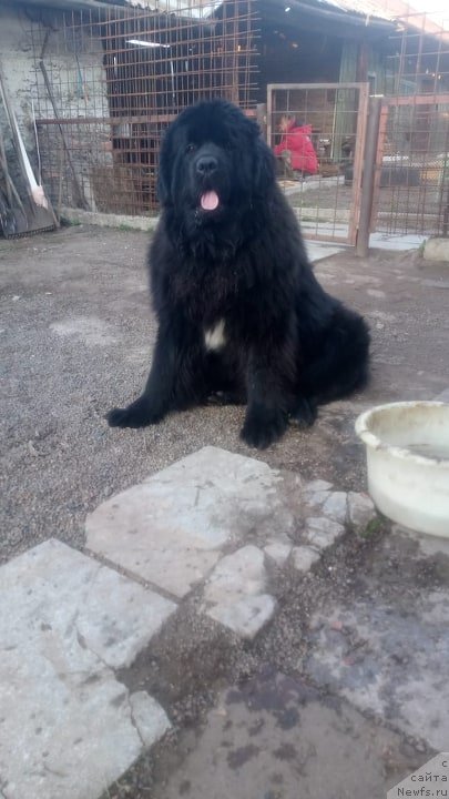 Фото: ньюфаундленд Ньюфорт Никита