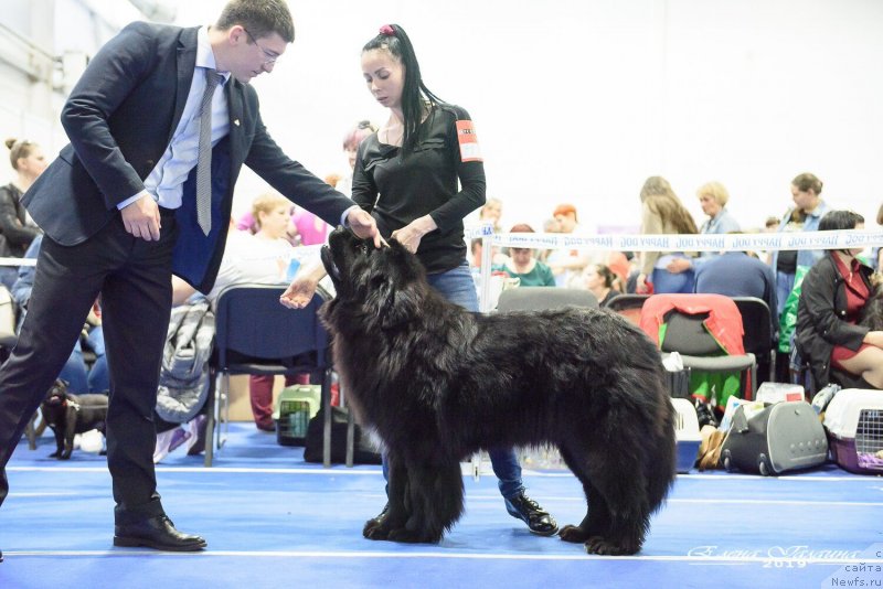 Фото: ньюфаундленд Ньюфорт Никита