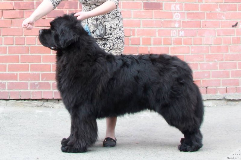 Фото: ньюфаундленд Ньюфорт Наследный Принц (Njufort Nasledniy Prints)