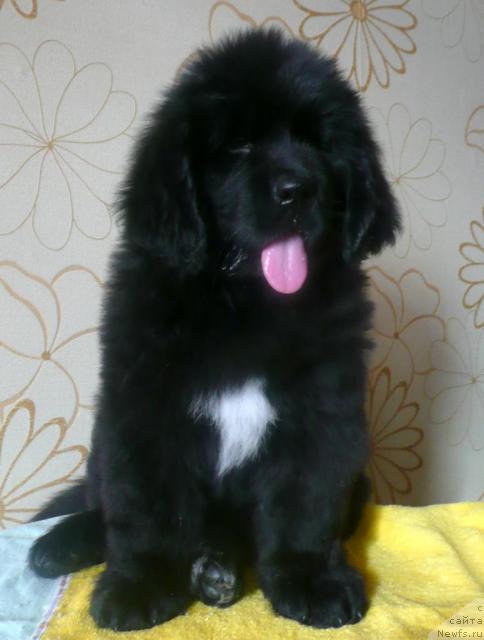 Фото: ньюфаундленд Бианка Вайт Пэрл