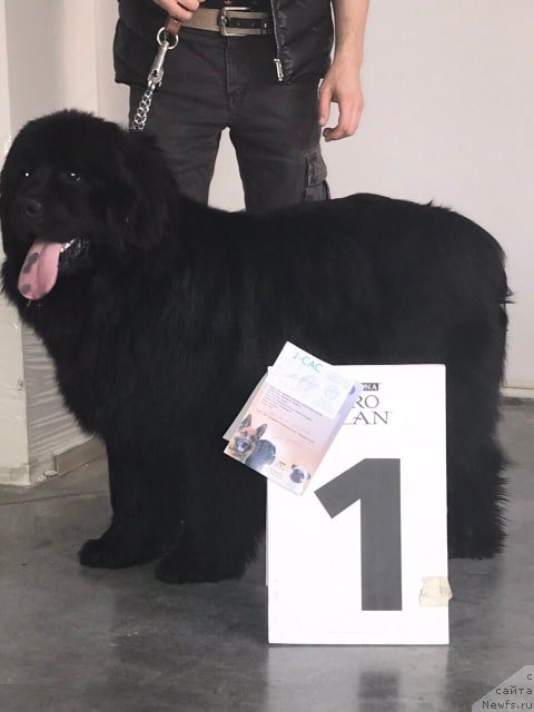 Фото: ньюфаундленд Ньюфорт Онли Ю