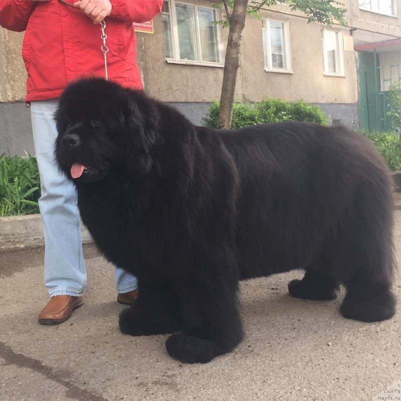 Фото: ньюфаундленд Виола Коста Лампони