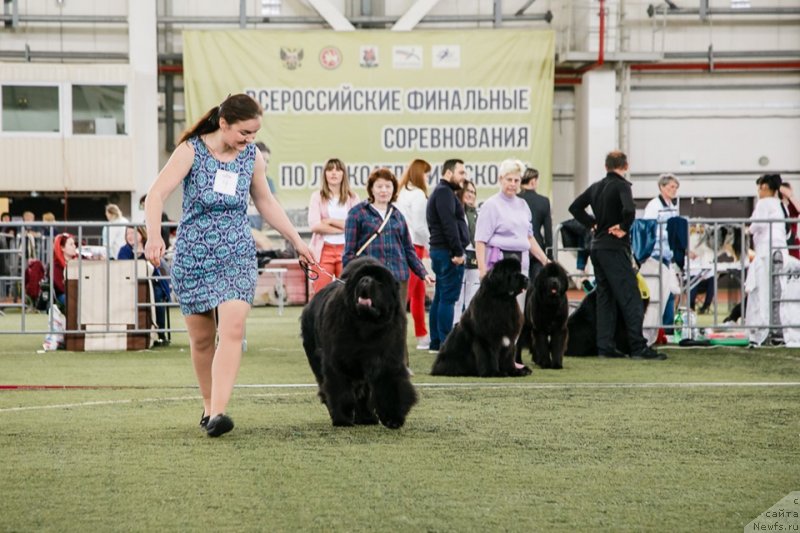 Фото: ньюфаундленд Ньюфорт Наследный Принц (Njufort Nasledniy Prints)