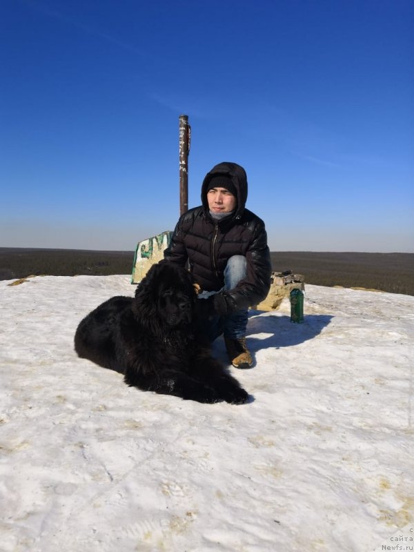 Фото: ньюфаундленд Ньюфорт Пирнстан Вайн Дайк