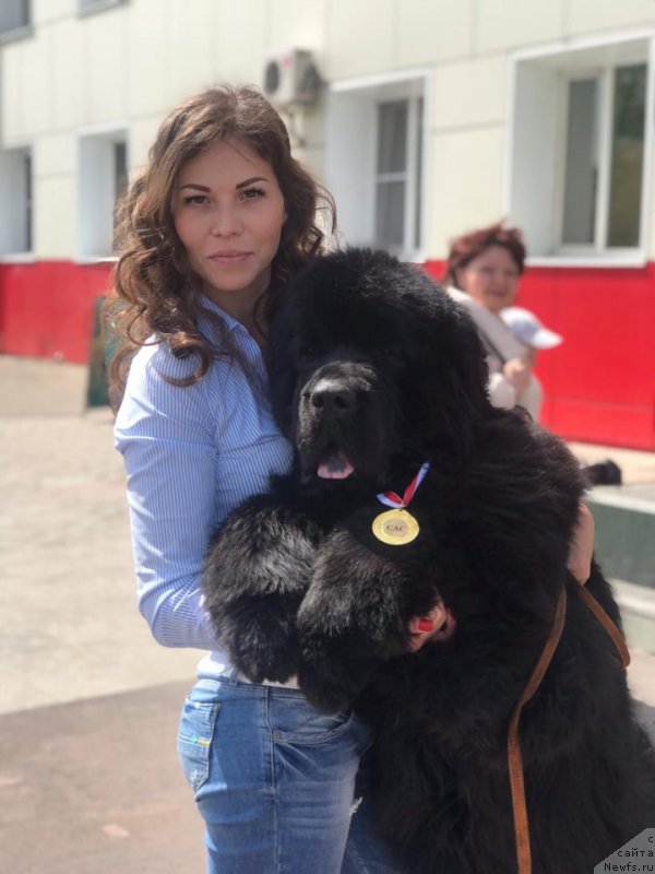 Фото: ньюфаундленд Ньюфорт Ландау