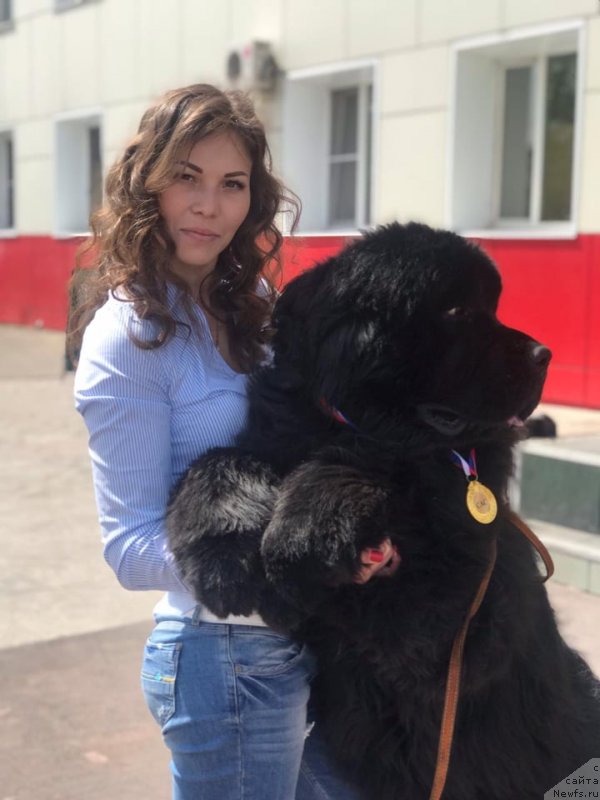 Фото: ньюфаундленд Ньюфорт Ландау