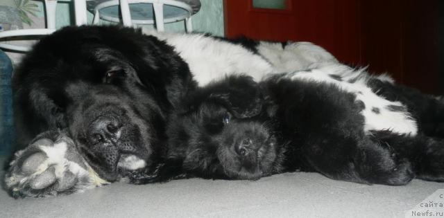 Фото: ньюфаундленд Плюшевая Панда Ла Белла, ньюфаундленд Бианка Вайт Пэрл