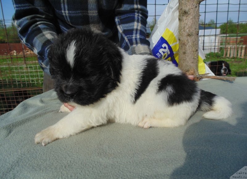 Фото: ньюфаундленд Степная Пальмира Единственный Мой