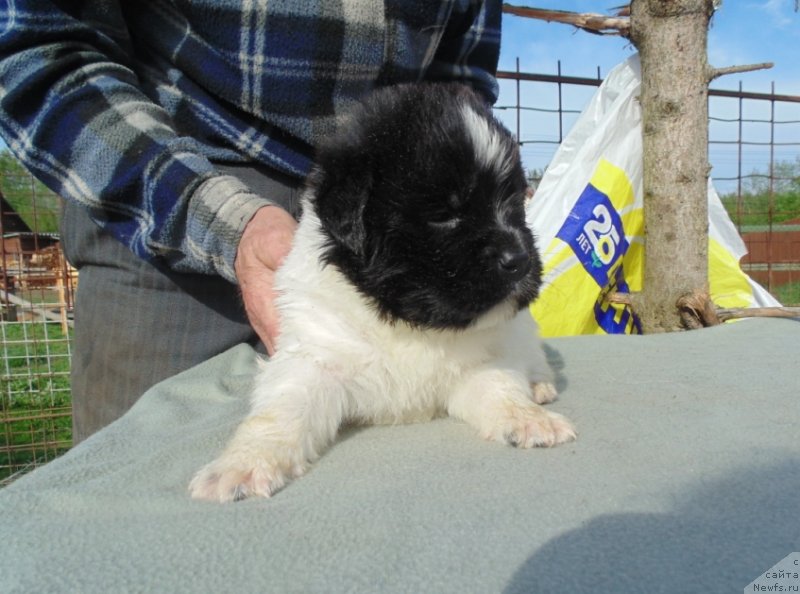 Фото: ньюфаундленд Степная Пальмира Единственный Мой