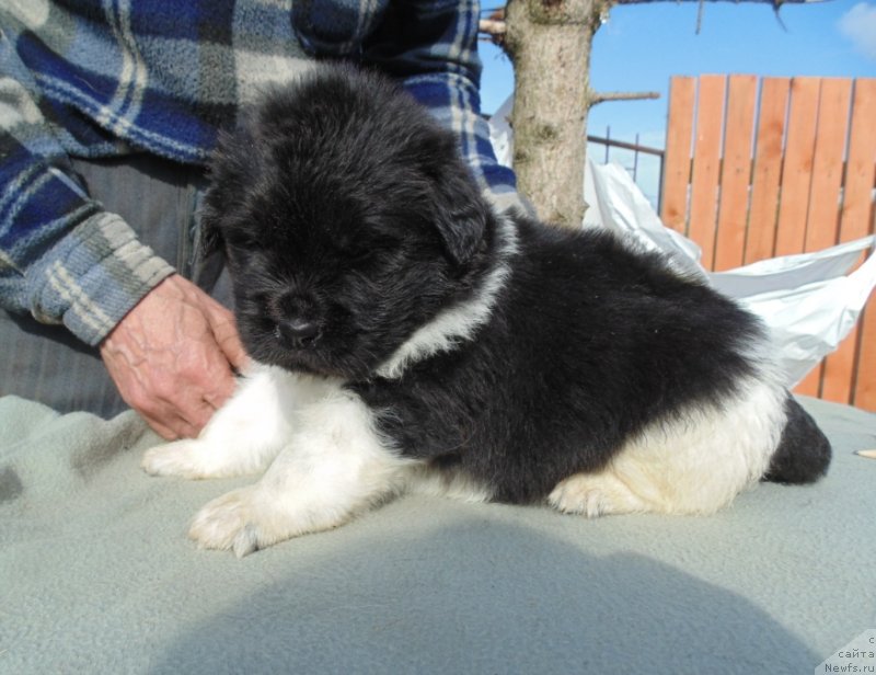 Фото: ньюфаундленд Степная Пальмира Единственный Мой