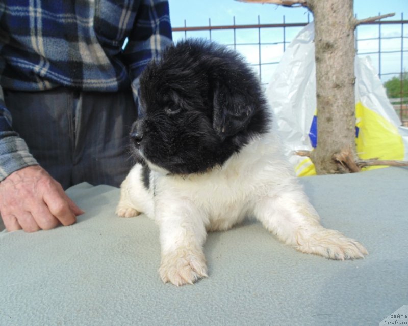 Фото: ньюфаундленд Степная Пальмира Единственный Мой