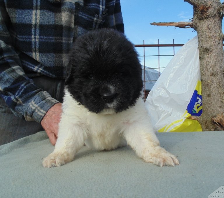 Фото: ньюфаундленд Степная Пальмира Единственный Мой