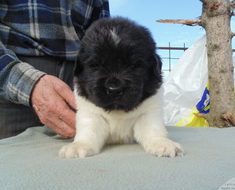 Фото: ньюфаундленд Степная Пальмира Единственный Мой