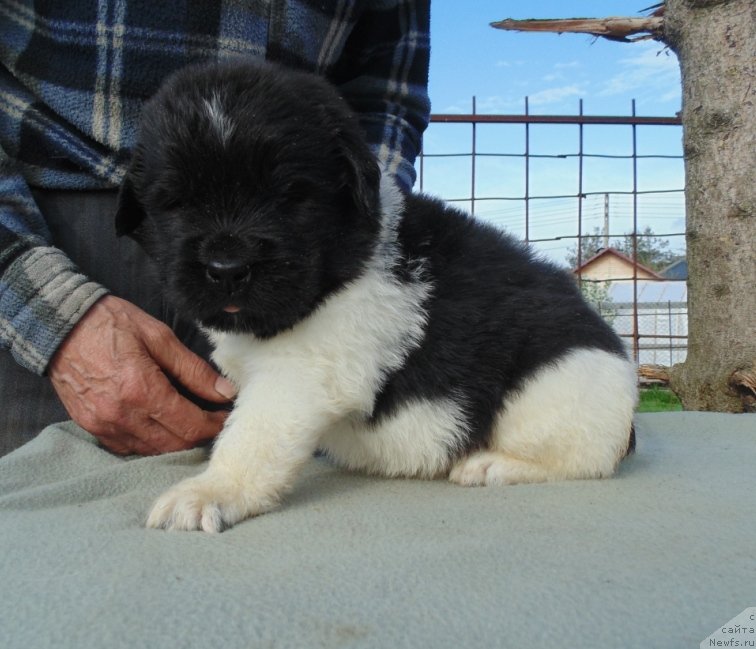 Фото: ньюфаундленд Степная Пальмира Единственный Мой