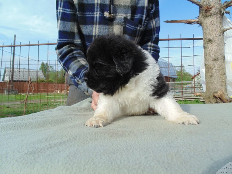 Фото: ньюфаундленд Степная Пальмира Единственный Мой