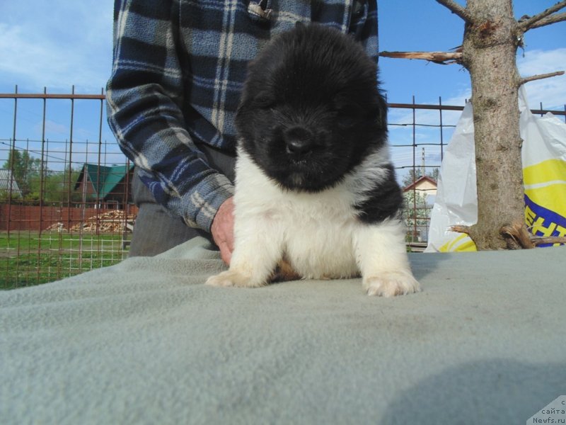 Фото: ньюфаундленд Степная Пальмира Единственный Мой