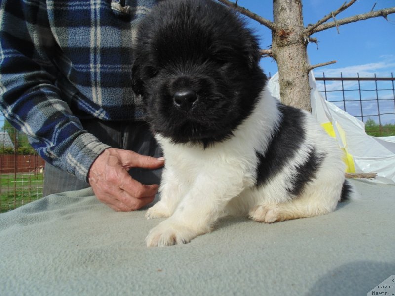 Фото: ньюфаундленд Степная Пальмира Единственный Мой