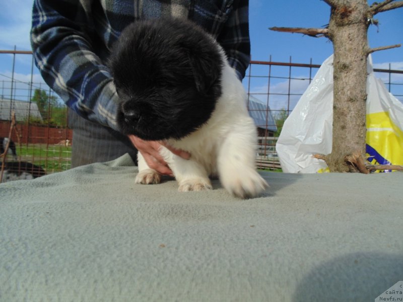 Фото: ньюфаундленд Степная Пальмира Единственный Мой