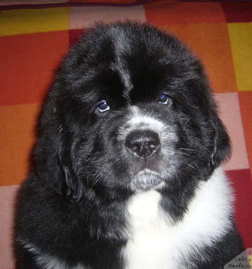 Фото: ньюфаундленд Супер Бизон Гера