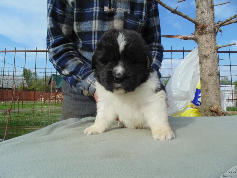 Фото: ньюфаундленд Степная Пальмира Единственный Мой
