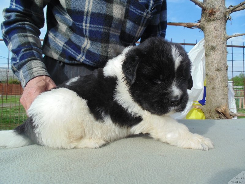 Фото: ньюфаундленд Степная Пальмира Единственный Мой