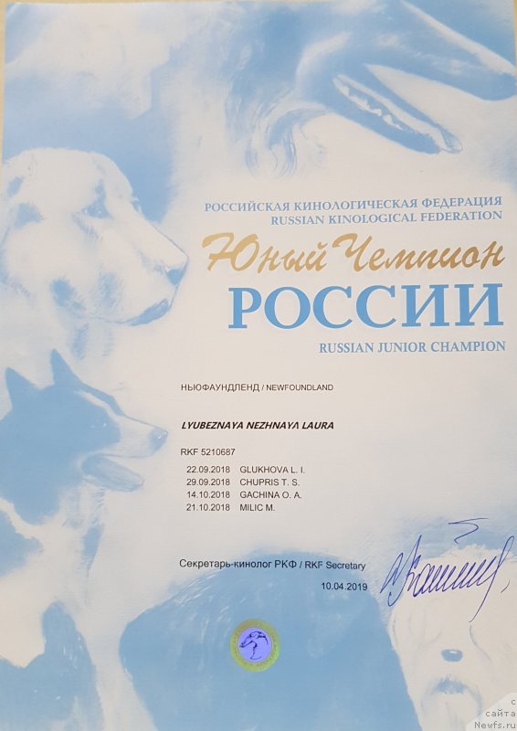 Фото: ньюфаундленд Любезная Нежная Лаура (Lyubeznaya Nezhnaya Laura)