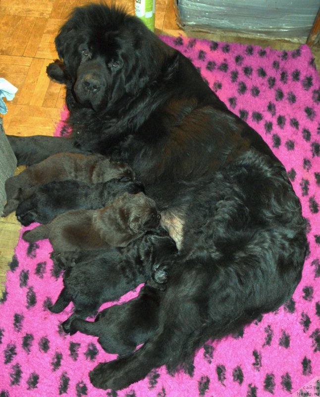 Фото: ньюфаундленд Сент Джонс Юстиния Юлия (Sent Djons Yustiniya Yuliya)