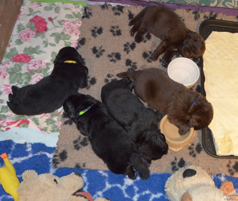 Фото: ньюфаундленд Сент Джонс Юстиния Юлия (Sent Djons Yustiniya Yuliya)