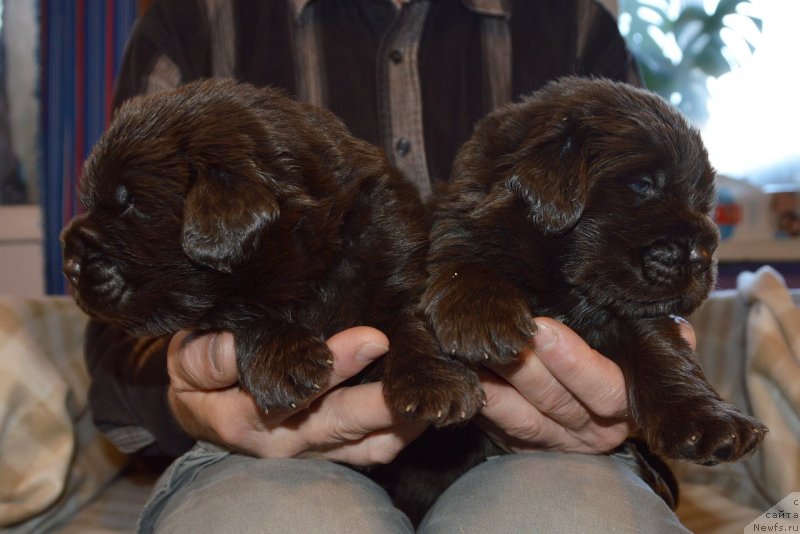 Фото: ньюфаундленд Сент Джонс Юстиния Юлия (Sent Djons Yustiniya Yuliya)