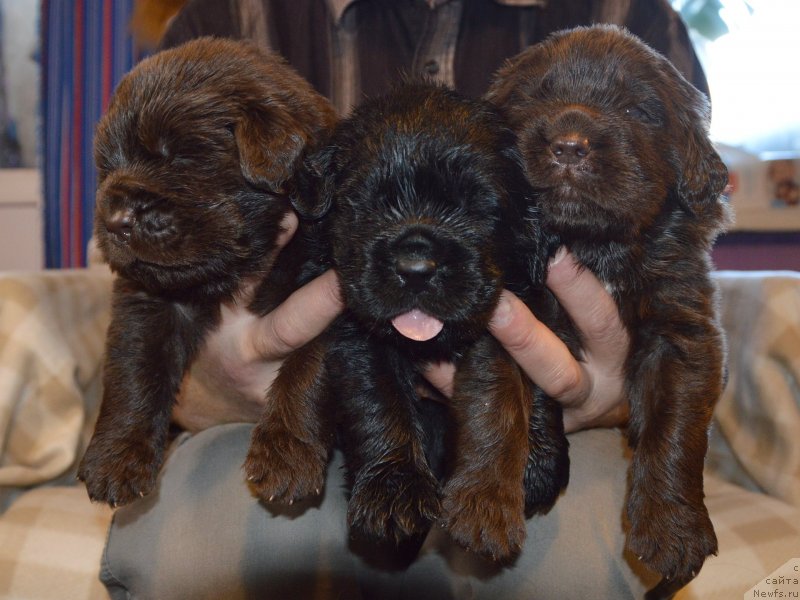 Фото: ньюфаундленд Сент Джонс Юстиния Юлия (Sent Djons Yustiniya Yuliya)