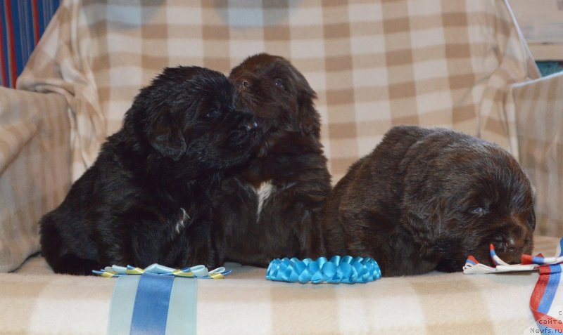 Фото: ньюфаундленд Сент Джонс Юстиния Юлия (Sent Djons Yustiniya Yuliya)